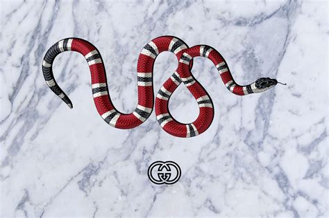 gucci snakexs png|gucci snake desktop wallpaper.